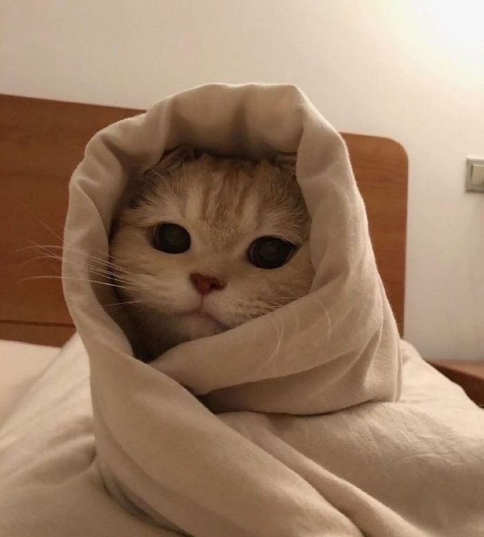 귀여운 고양이