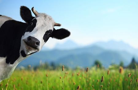 김주만 동물복지